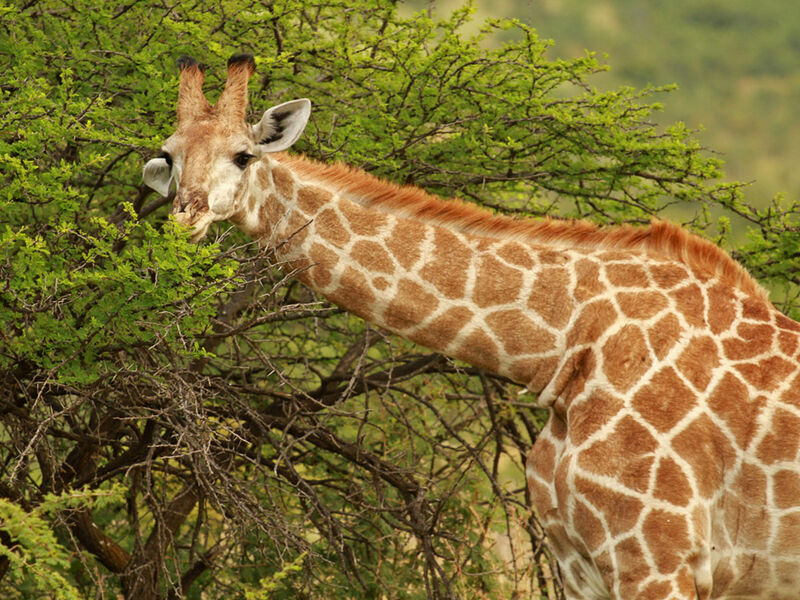 Görkemli Güney Afrika ve Safari 7 Gece - THY ile 23 Mayıs (Kurban Bayramı Özel) (CPT - JNB) AT1123