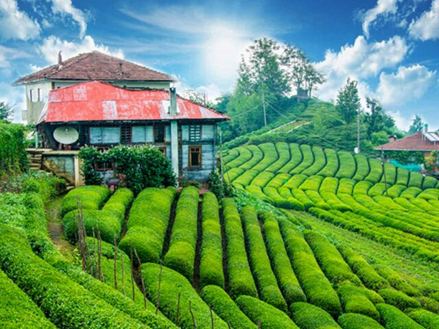 İkonik Karadeniz Yaylaları ve Batum Turu | 4 Gece Konaklamalı Uçaklı İstanbul Çıkışlı - GT-018