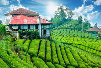 İkonik Karadeniz Yaylaları ve Batum Turu | 4 Gece Konaklamalı Uçaklı İstanbul Çıkışlı Kurban Bayramı Özel Ordu Başlar 26 Mayıs Hareketli GT-019